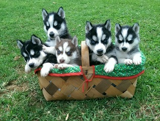 AKC Husky Puppies that sold